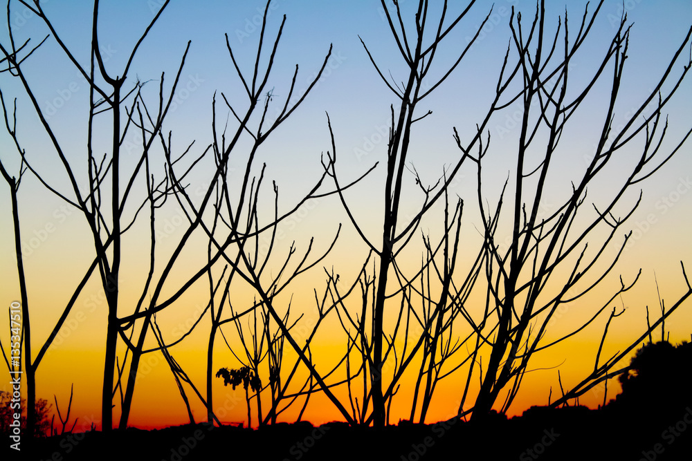 Obraz premium Branches silhouette against twilight