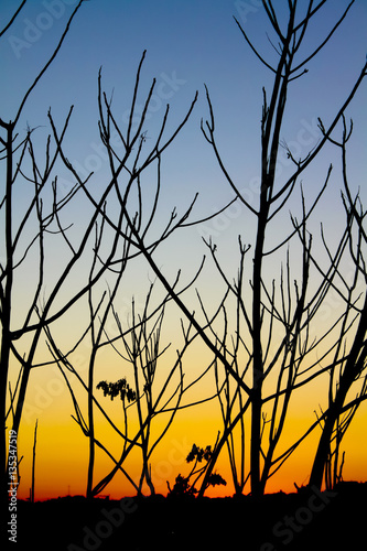Branches silhouette against twilight
