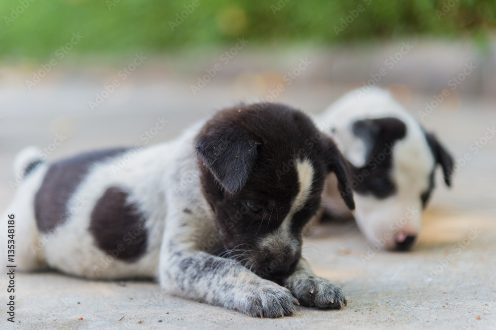 Best friends. two cute puppy dog playing. Best friends. two cute puppy dog playing.