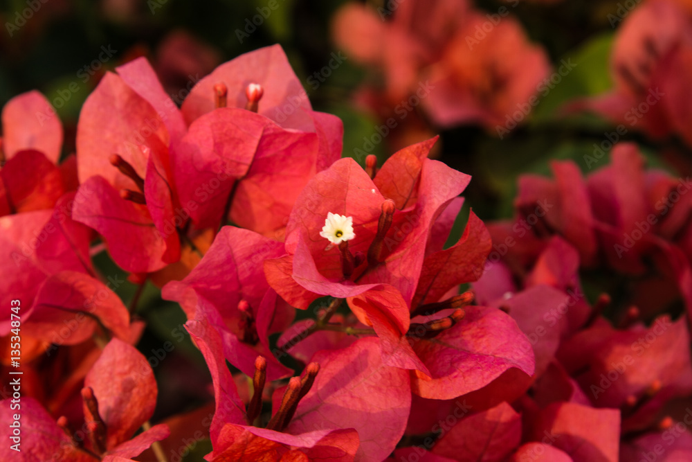 Lesser bougainvillea (Bougainvillea glabra), bougainvillea flowers in garden, close-up,  view
