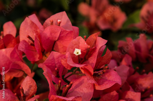 Lesser bougainvillea (Bougainvillea glabra), bougainvillea flowers in garden, close-up, view