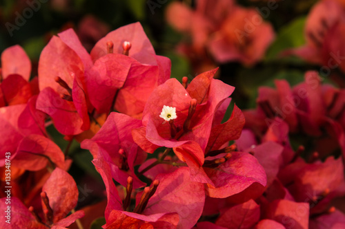 Lesser bougainvillea (Bougainvillea glabra), bougainvillea flowers in garden, close-up, view