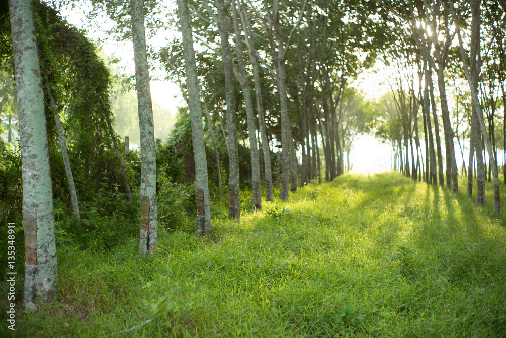 Fototapeta premium rubber tree farm