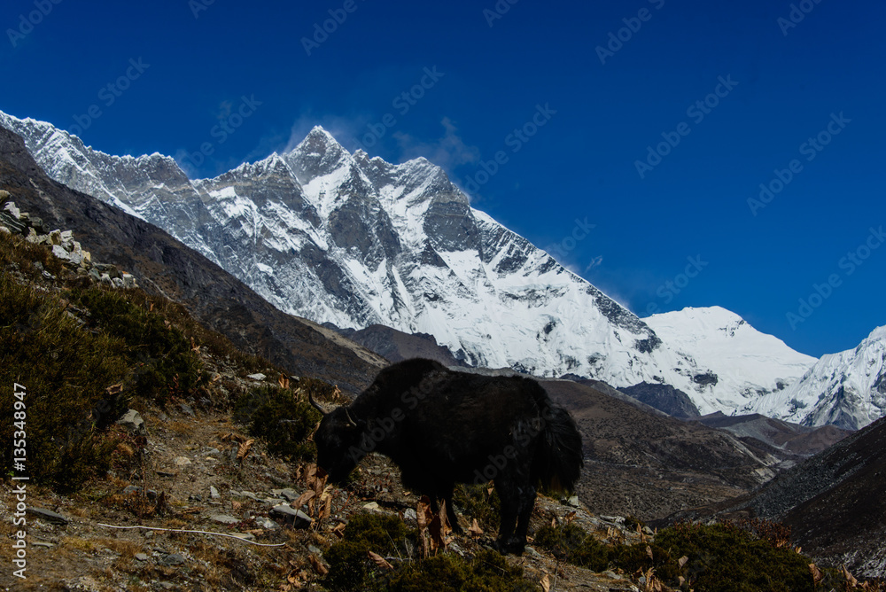 Trekking in Nepal, Himalayas Trekking in Nepal, Himalayas