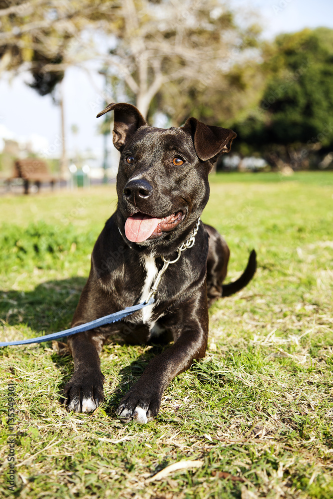 Mixed Pitbull Dog Portrait at the Park Mixed Pitbull Dog Portrait at the Park
