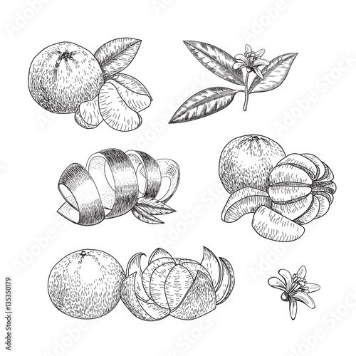 Set of hand made vector sketch mandarins  in vintage style.