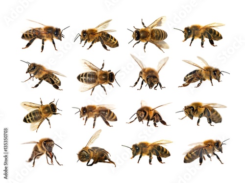 group of bee or honeybee, Apis Mellifera © Daniel Prudek