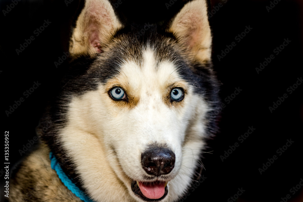 Husky portrait Husky portrait