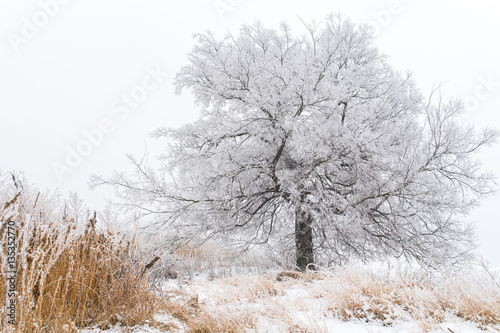 Lonely tree in winter photo