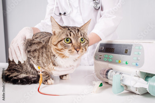 Fototapeta Naklejka Na Ścianę i Meble -  Cat on a drip. Vet and animal concept