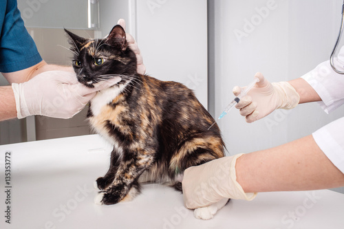 Veterinarian giving injection to black cat