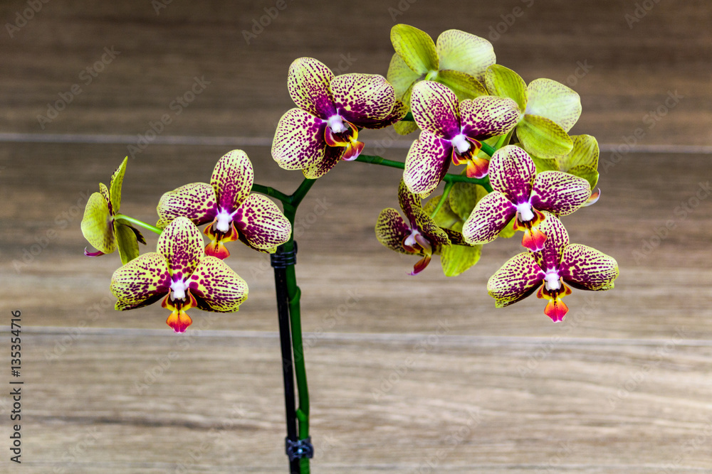 Naklejka premium Storczyk - zbliżenie kwiatka.