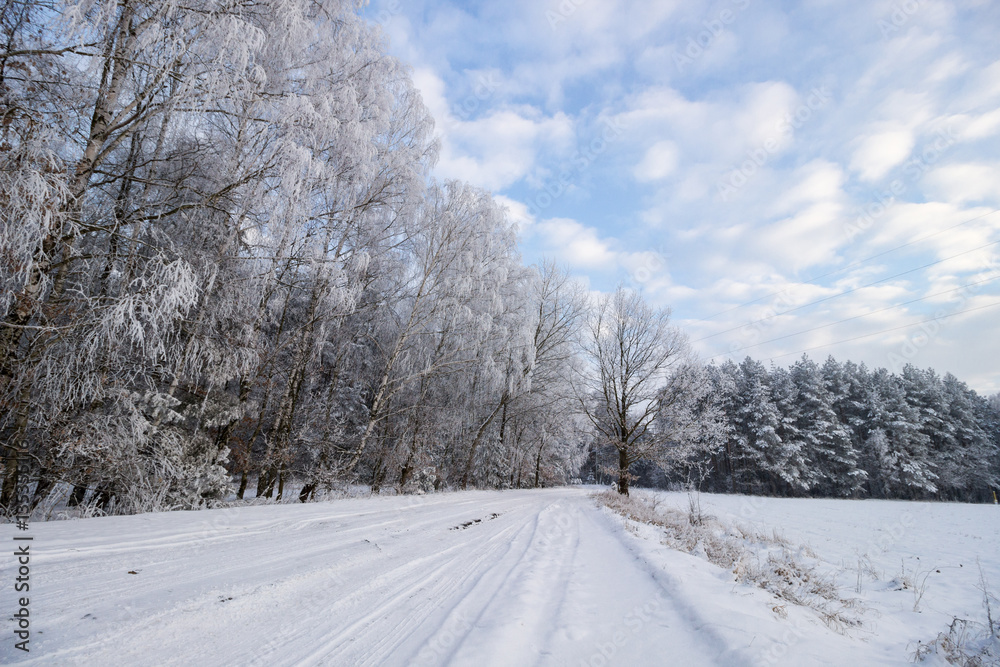 Fototapeta premium snowy winter
