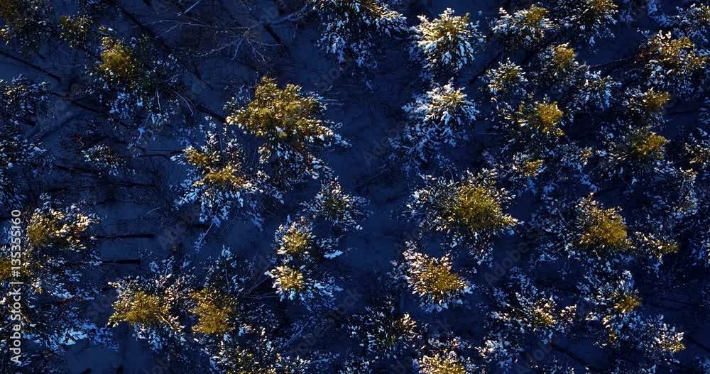 flying over the forest in the winter on the copter flying over the forest in the winter on the copter
