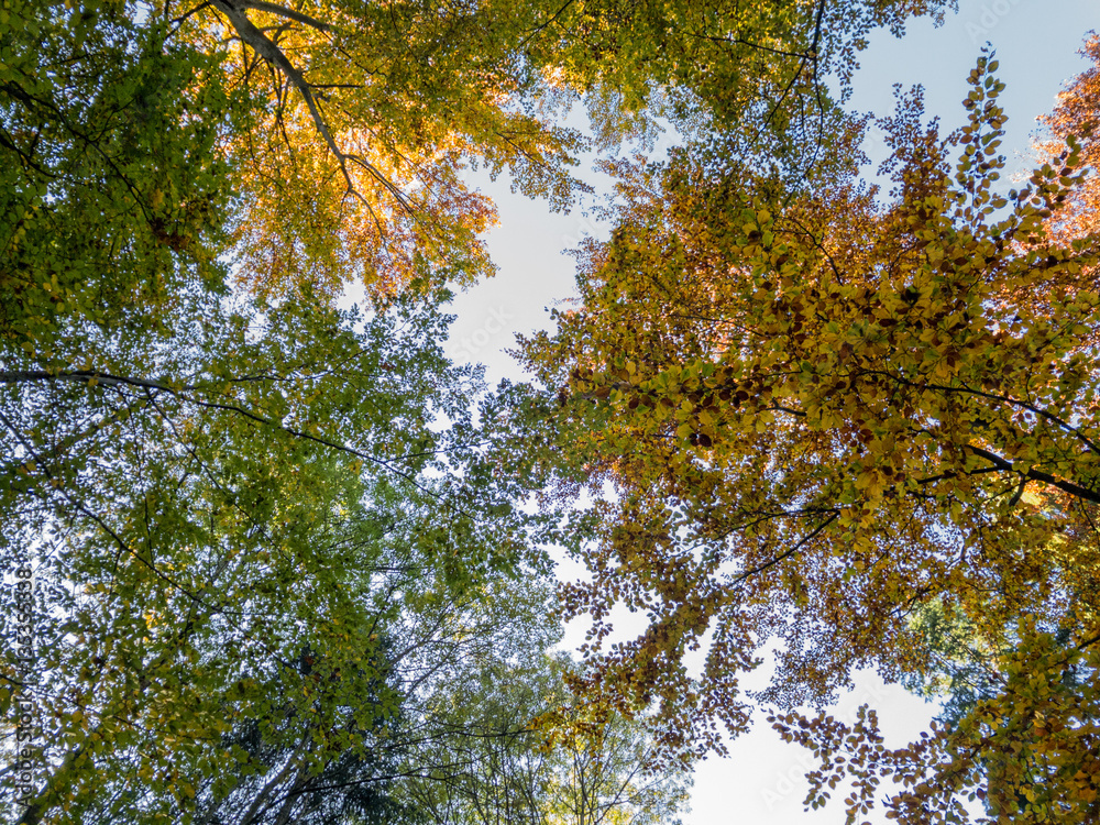 Fototapeta premium Blick nach oben ins Herbstlaub
