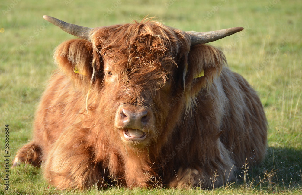 Highland cattle Highland cattle