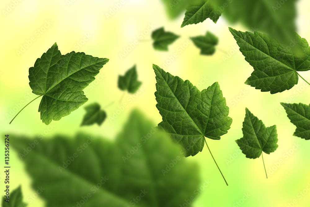 Maple leaf Maple leaf