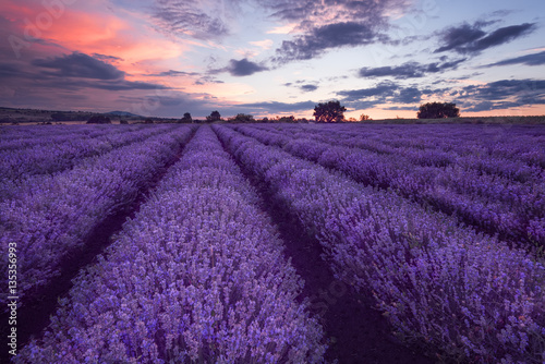 Lavender fields. Beautiful image of lavender field. Summer sunset landscape  contrasting colors. Dark clouds  dramatic sunset.