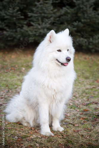 Dog White Samoyed © ires007