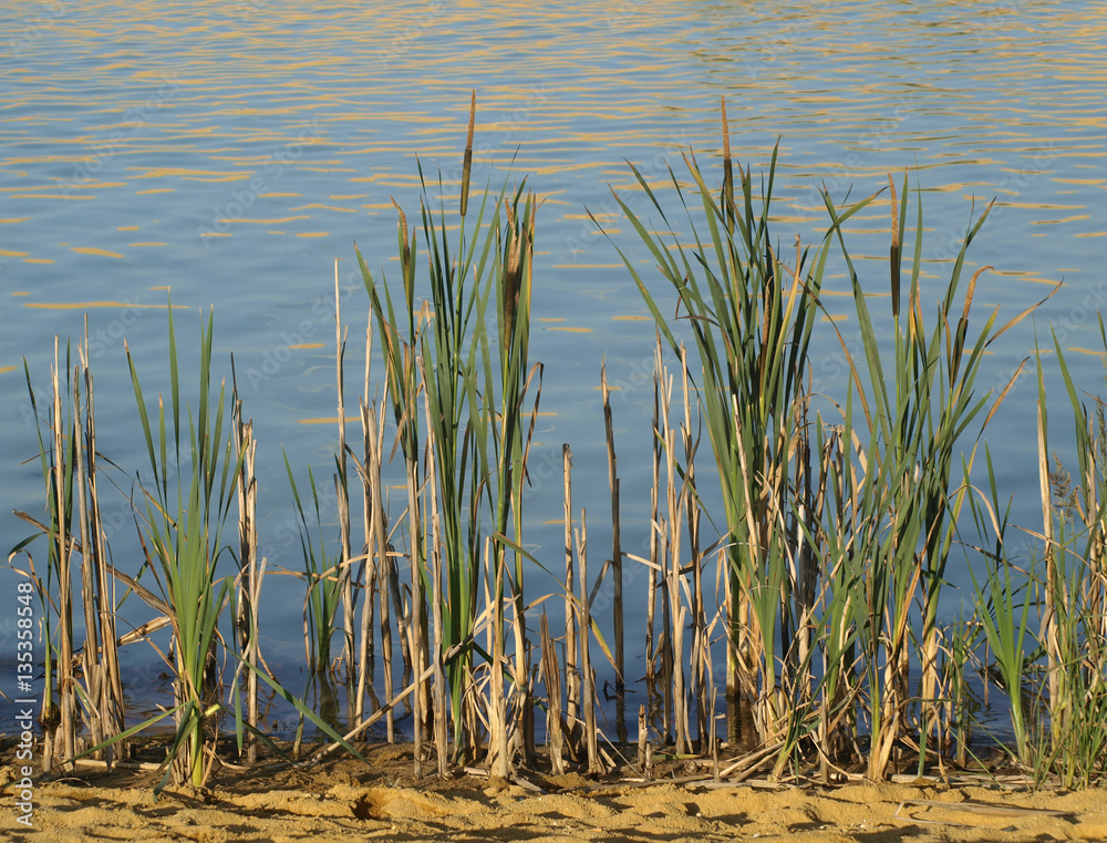 lake shore lake shore