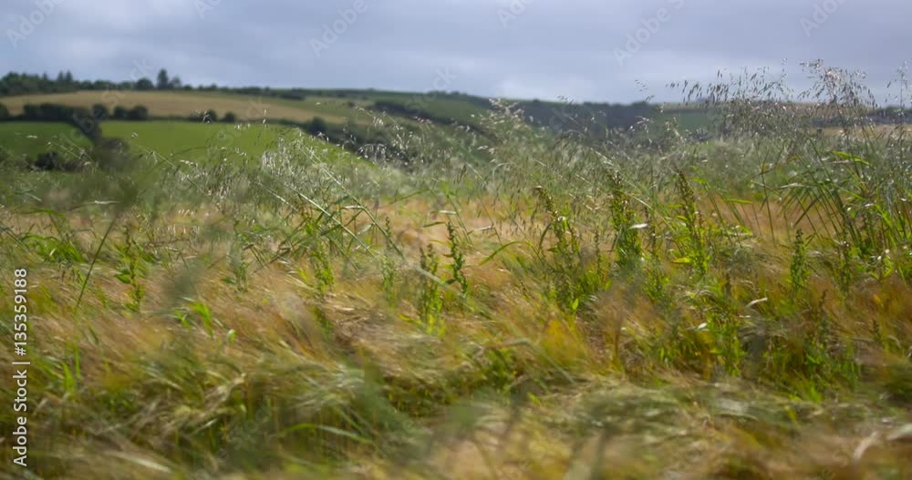 Wheat crop and long grass sways hypnotically in wind Wheat crop and long grass sways hypnotically in wind