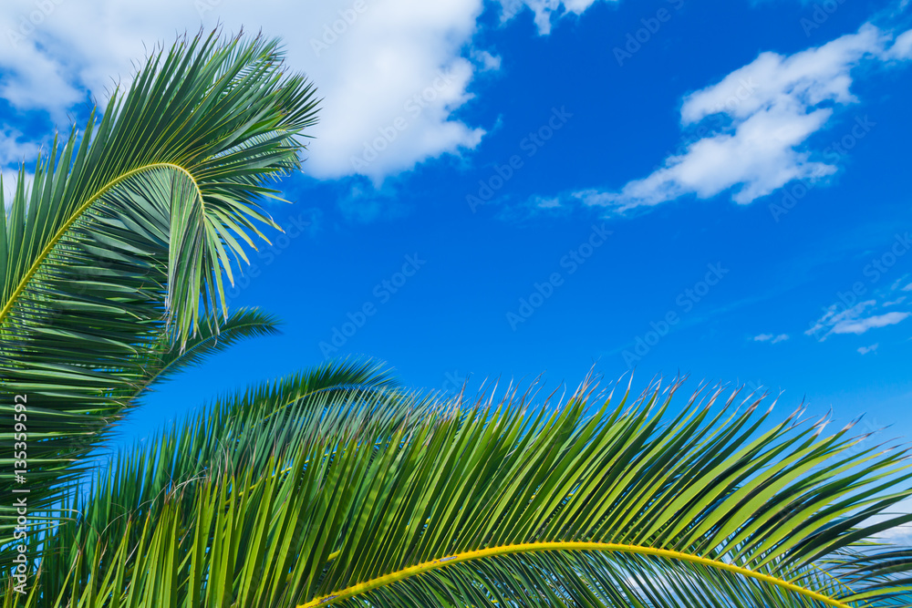 a palms leaves on the blue sky background