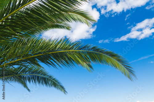 a palms leaves on the blue sky background