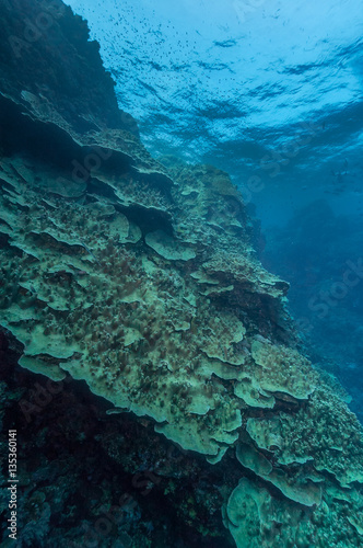 Merulina coral colony