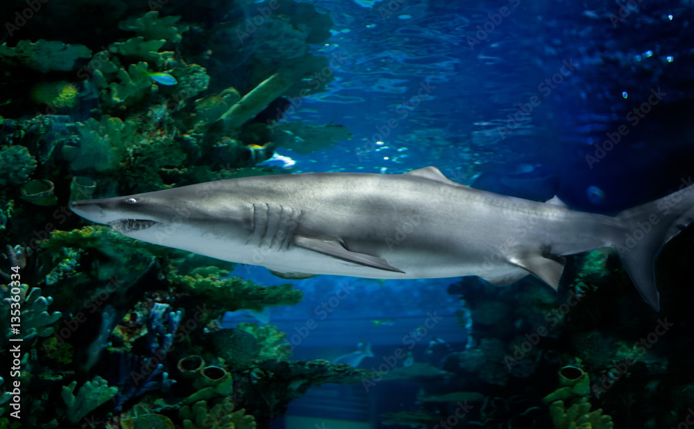 Naklejka premium Great white shark