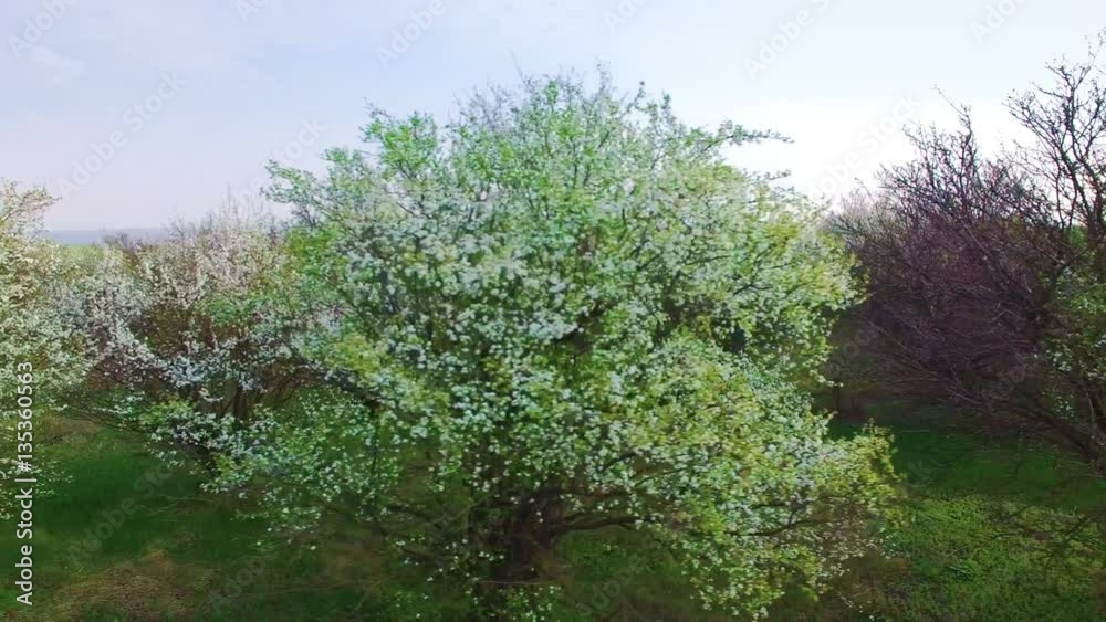 Flying above the old abandoned a blossoming orchard. aerial survey 4K Flying above the old abandoned a blossoming orchard. aerial survey 4K