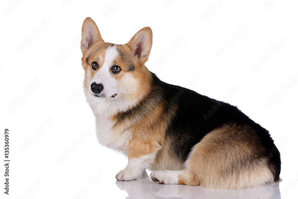 Welsh corgi dog on a white background Welsh corgi dog on a white background