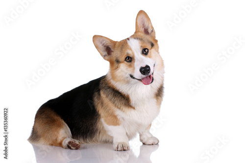 Obraz na plátne Welsh corgi dog on a white background