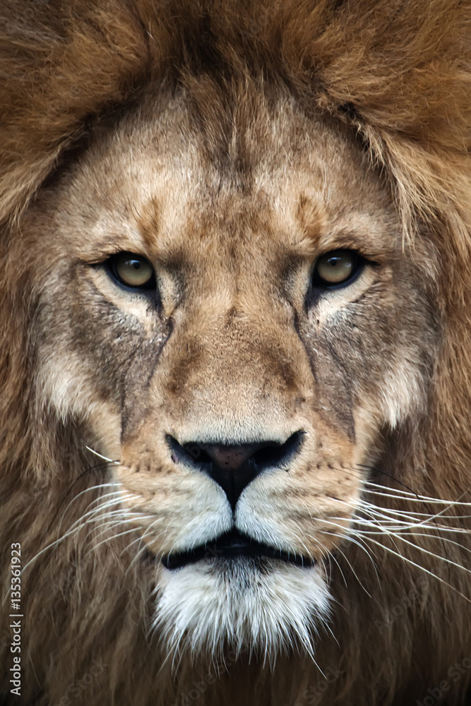 Löwe, Panthera leo, Portrait