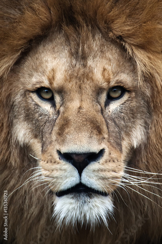 Löwe, Panthera leo, Portrait