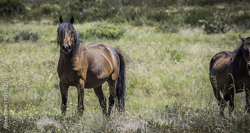 Wild Brumby 2 photo