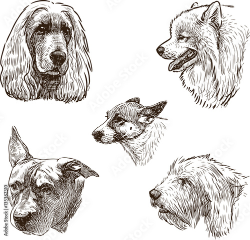 sketches of the dogs heads