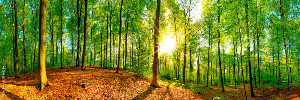 Naklejka premium Panorama lasu na wiosnę w jasnym słońcu