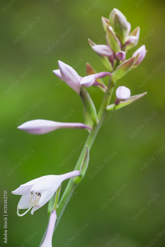 Macro photo of white flowers in summer Macro photo of white flowers in summer