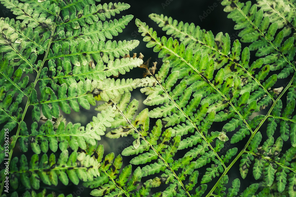 Pattern of old green fern leaves