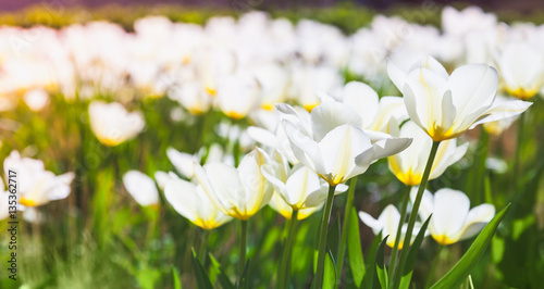 White tulip flowers in spring garden