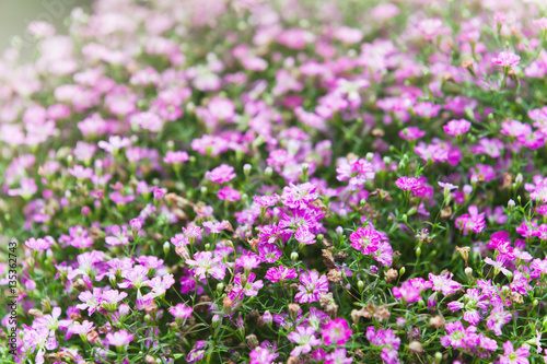 Field of pink dianthus flowers