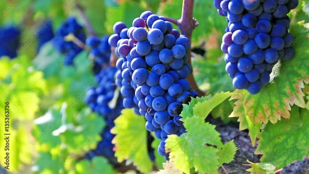 View of vineyard row with bunches of ripe red wine grapes View of vineyard row with bunches of ripe red wine grapes