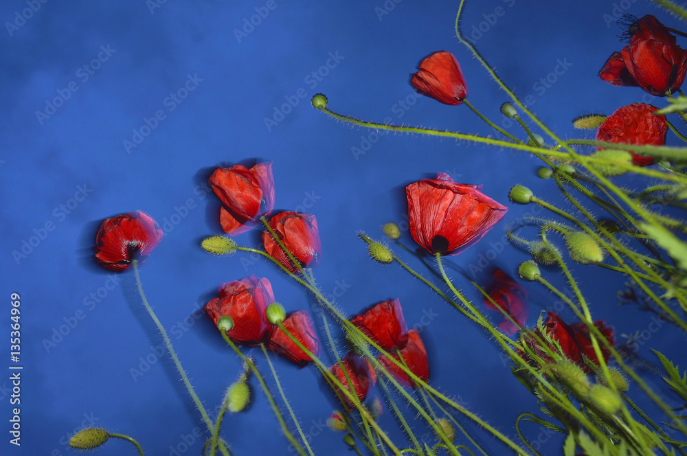 Obraz premium Amapolas (Papaver rhoeas)