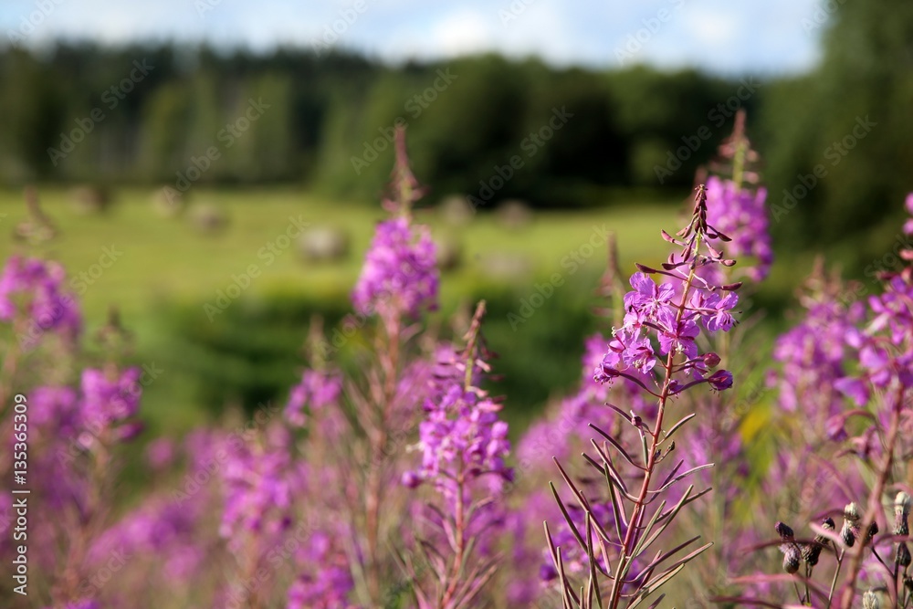 Fototapeta premium Lila Blumen auf Feld im Sommer mit Sommerwiese und Strohbballen Hintergrund