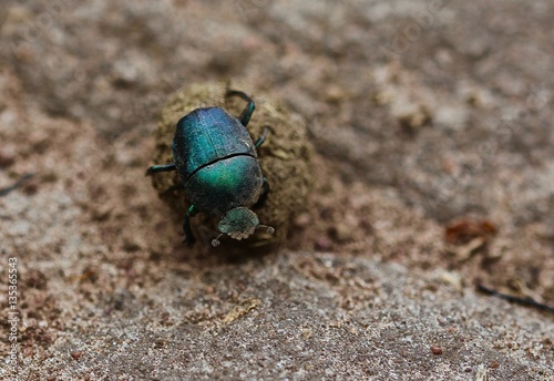 Bug, Dung beetle is rolling Dung, Rwanda, Afrika