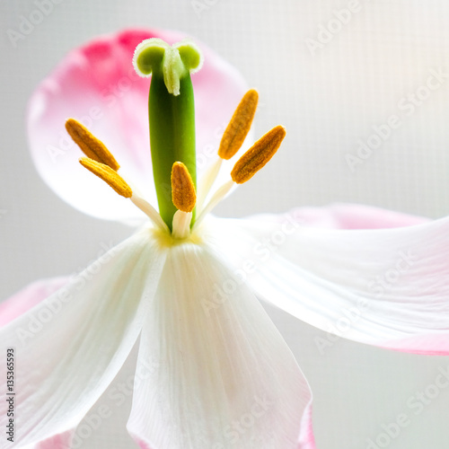 A single pink and white tulip blossom
