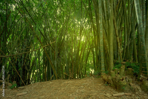 Yellow bamboo in natural environment
