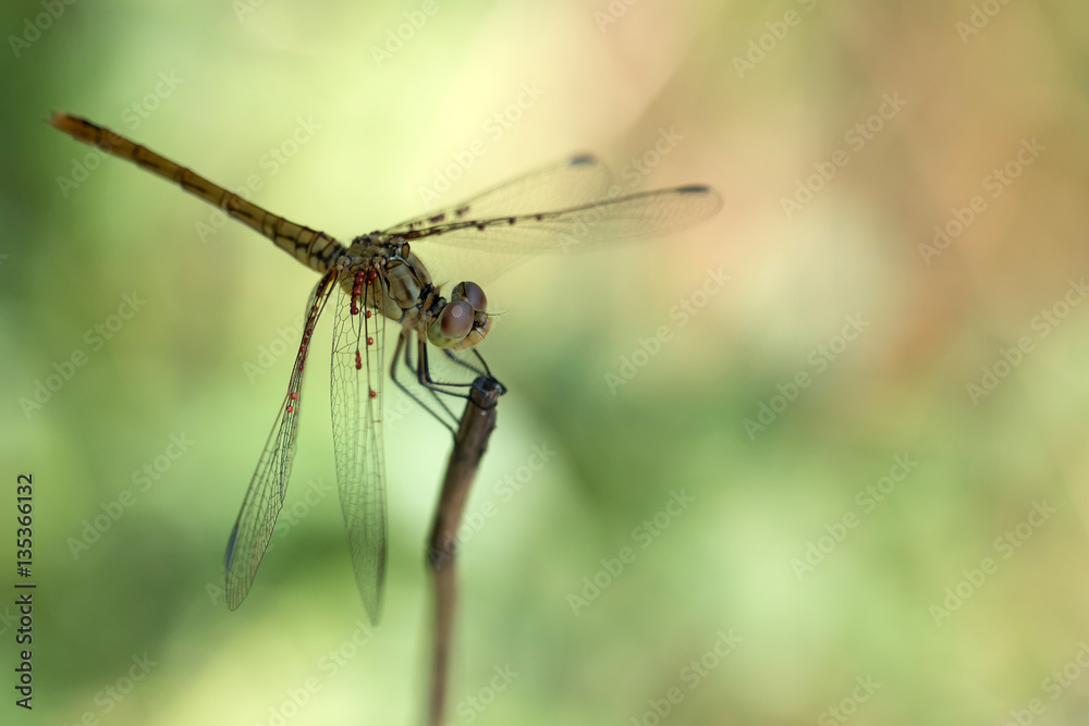 Close-up of dragonfly Close-up of dragonfly