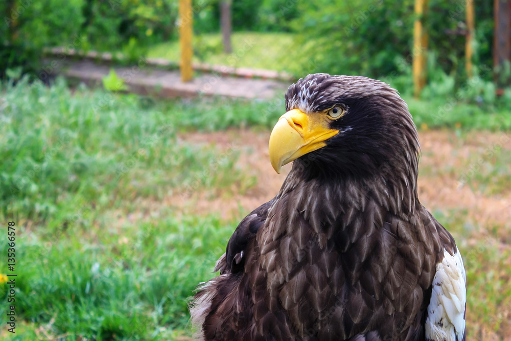 Stelller's sea eagle or Pelagicus haliaeetus Stelller's sea eagle or Pelagicus haliaeetus