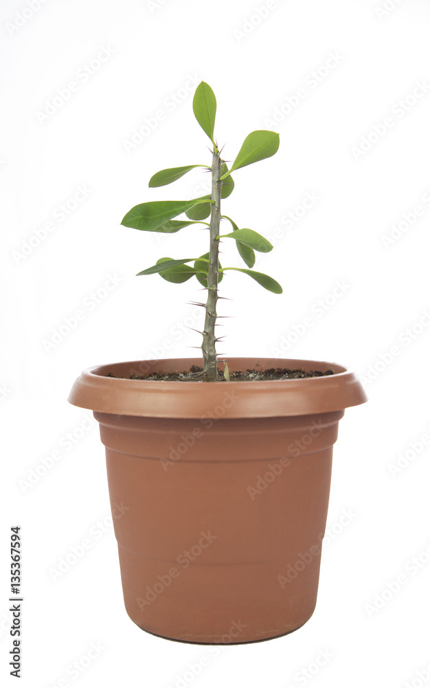 Obraz premium Flower pot on wood
